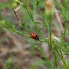 Hippodamia variegata (Spotted Amber Ladybird) at Griffith, ACT - 14 Jan 2024 by JodieR