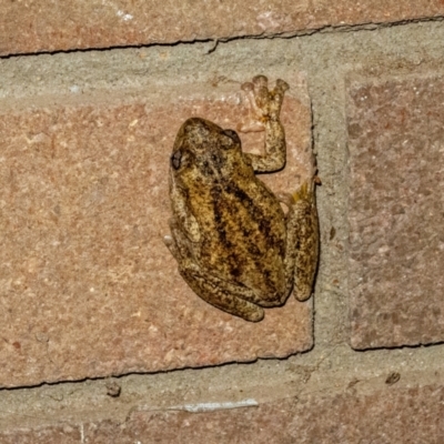 Litoria peronii (Peron's Tree Frog, Emerald Spotted Tree Frog) at Hawker, ACT - 13 Jan 2024 by Philip