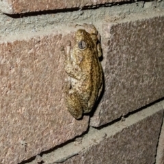 Litoria peronii at Hawker, ACT - 13 Jan 2024