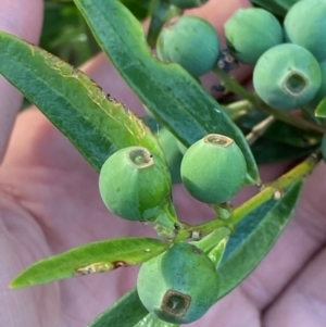 Santalum obtusifolium at Meroo National Park - 8 Dec 2023