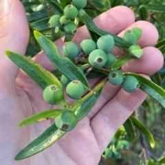 Santalum obtusifolium at Meroo National Park - 8 Dec 2023