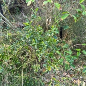 Santalum obtusifolium at Meroo National Park - 8 Dec 2023