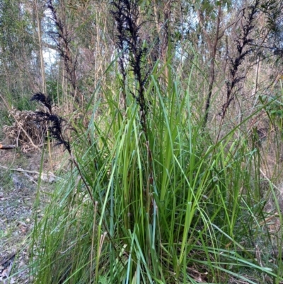Gahnia clarkei (Tall Saw Sedge) at Termeil, NSW - 8 Dec 2023 by Tapirlord