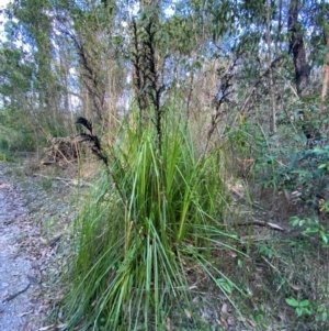 Gahnia clarkei at Meroo National Park - 8 Dec 2023