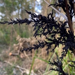 Gahnia clarkei at Meroo National Park - 8 Dec 2023