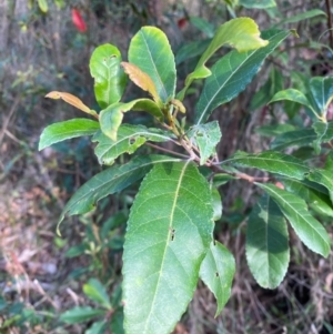 Elaeocarpus reticulatus at Meroo National Park - 8 Dec 2023