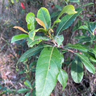 Elaeocarpus reticulatus (Blueberry Ash, Fairy Petticoats) at Termeil, NSW - 8 Dec 2023 by Tapirlord