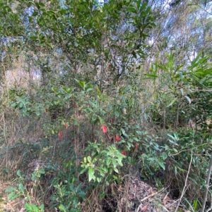 Elaeocarpus reticulatus at Meroo National Park - 8 Dec 2023