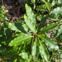 Pittosporum undulatum (Sweet Pittosporum) at Termeil, NSW - 8 Dec 2023 by Tapirlord