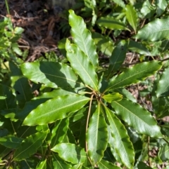 Pittosporum undulatum (Sweet Pittosporum) at Meroo National Park - 8 Dec 2023 by Tapirlord