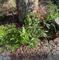 Pittosporum undulatum at Meroo National Park - 8 Dec 2023