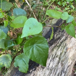 Stephania japonica at Meroo National Park - 8 Dec 2023 05:07 PM