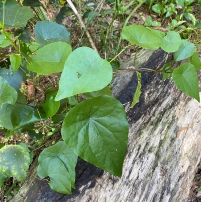 Stephania japonica (Stephania, Tape Vine, Snake Vine) at Termeil, NSW - 8 Dec 2023 by Tapirlord