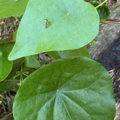 Stephania japonica at Meroo National Park - 8 Dec 2023