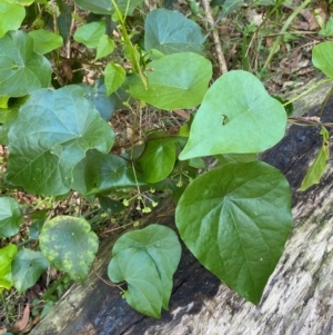 Stephania japonica at Meroo National Park - 8 Dec 2023