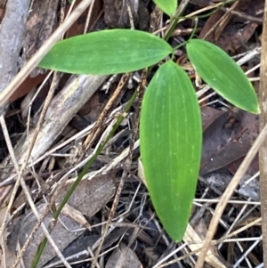 Eustrephus latifolius at Meroo National Park - 8 Dec 2023 05:05 PM