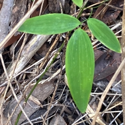 Eustrephus latifolius (Wombat Berry) at Termeil, NSW - 8 Dec 2023 by Tapirlord