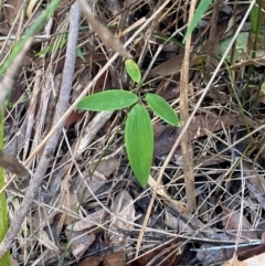 Eustrephus latifolius at Meroo National Park - 8 Dec 2023 05:05 PM