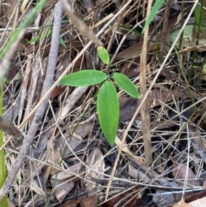 Eustrephus latifolius at Meroo National Park - 8 Dec 2023 05:05 PM