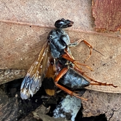 Unidentified Wasp (Hymenoptera, Apocrita) at Termeil, NSW - 8 Dec 2023 by Tapirlord