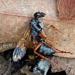 Unidentified Wasp (Hymenoptera, Apocrita) at Meroo National Park - 8 Dec 2023 by Tapirlord