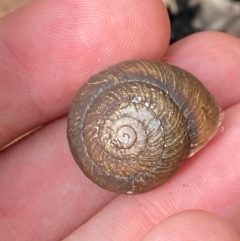 Sauroconcha jervisensis at Meroo National Park - 8 Dec 2023