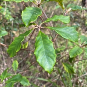 Pittosporum revolutum at Meroo National Park - 8 Dec 2023