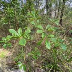 Pittosporum revolutum at Meroo National Park - 8 Dec 2023 04:34 PM
