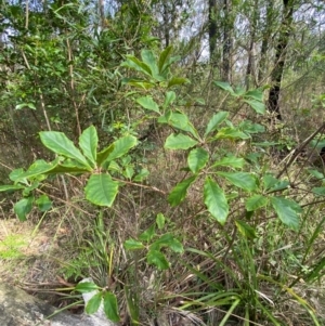 Pittosporum revolutum at Meroo National Park - 8 Dec 2023