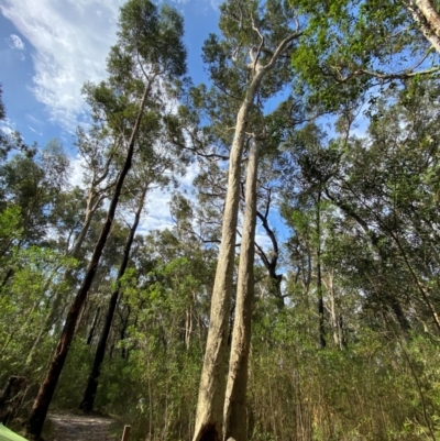 Corymbia maculata (Spotted Gum) at Termeil, NSW - 8 Dec 2023 by Tapirlord