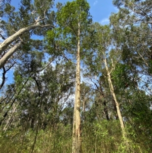 Corymbia maculata at Meroo National Park - 8 Dec 2023