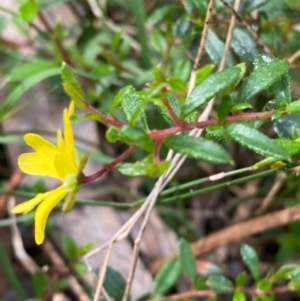 Hibbertia aspera subsp. aspera at Meroo National Park - 8 Dec 2023 04:33 PM