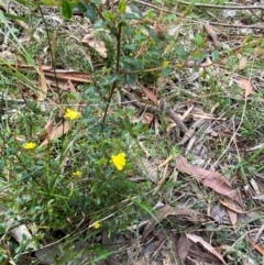 Hibbertia aspera subsp. aspera at Meroo National Park - 8 Dec 2023 04:33 PM