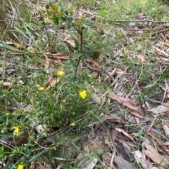 Hibbertia aspera subsp. aspera at Meroo National Park - 8 Dec 2023 04:33 PM