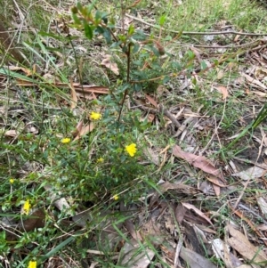 Hibbertia aspera subsp. aspera at Meroo National Park - 8 Dec 2023