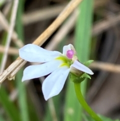 Lobelia purpurascens (White Root) at Meroo National Park - 8 Dec 2023 by Tapirlord