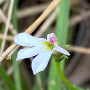 Lobelia purpurascens at Meroo National Park - 8 Dec 2023 04:33 PM