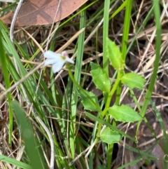 Lobelia purpurascens at Meroo National Park - 8 Dec 2023 04:33 PM