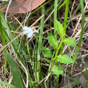 Lobelia purpurascens at Meroo National Park - 8 Dec 2023 04:33 PM