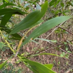 Acacia longifolia (Sydney Golden Wattle) at Meroo National Park - 8 Dec 2023 by Tapirlord