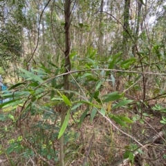 Acacia longifolia at Meroo National Park - 8 Dec 2023