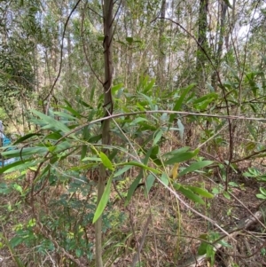 Acacia longifolia at Meroo National Park - 8 Dec 2023