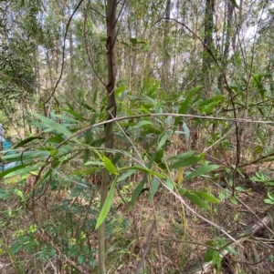 Acacia longifolia at Meroo National Park - 8 Dec 2023 04:33 PM