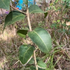 Notelaea longifolia (Long-Leaved Mock Olive) at Termeil, NSW - 8 Dec 2023 by Tapirlord