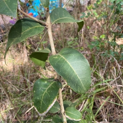 Notelaea longifolia (Long-Leaved Mock Olive) at Termeil, NSW - 8 Dec 2023 by Tapirlord