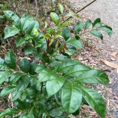 Synoum glandulosum subsp. glandulosum (Scentless Rosewood) at Termeil, NSW - 8 Dec 2023 by Tapirlord