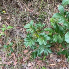 Synoum glandulosum subsp. glandulosum at Meroo National Park - 8 Dec 2023