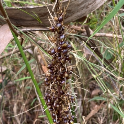 Lomandra longifolia (Spiny-headed Mat-rush, Honey Reed) at Termeil, NSW - 8 Dec 2023 by Tapirlord
