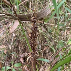 Lomandra longifolia at Meroo National Park - 8 Dec 2023 03:50 PM