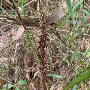 Lomandra longifolia at Meroo National Park - 8 Dec 2023